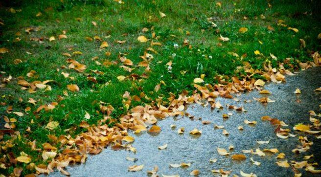 scattered fallen leaves in a lawn