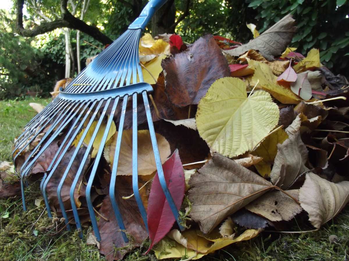 raking leaves in a yard