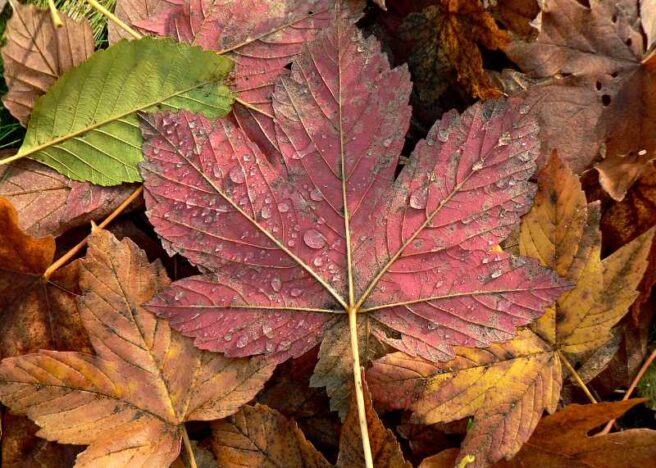 closeup of wet autumn leaves