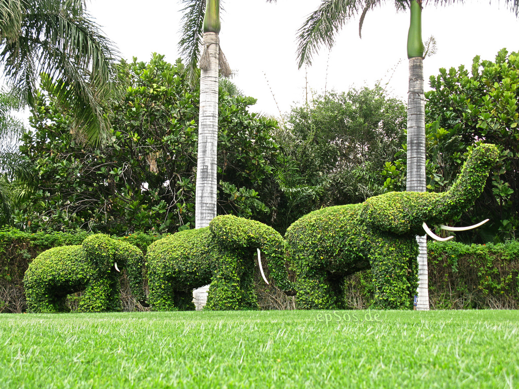 shrubs in shape of elephant in a lawn
