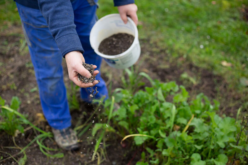 Fertilizing the garden by organic fertilizer
