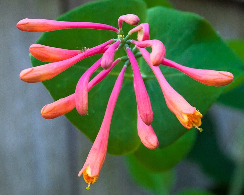 closeup of coral honeysuckle