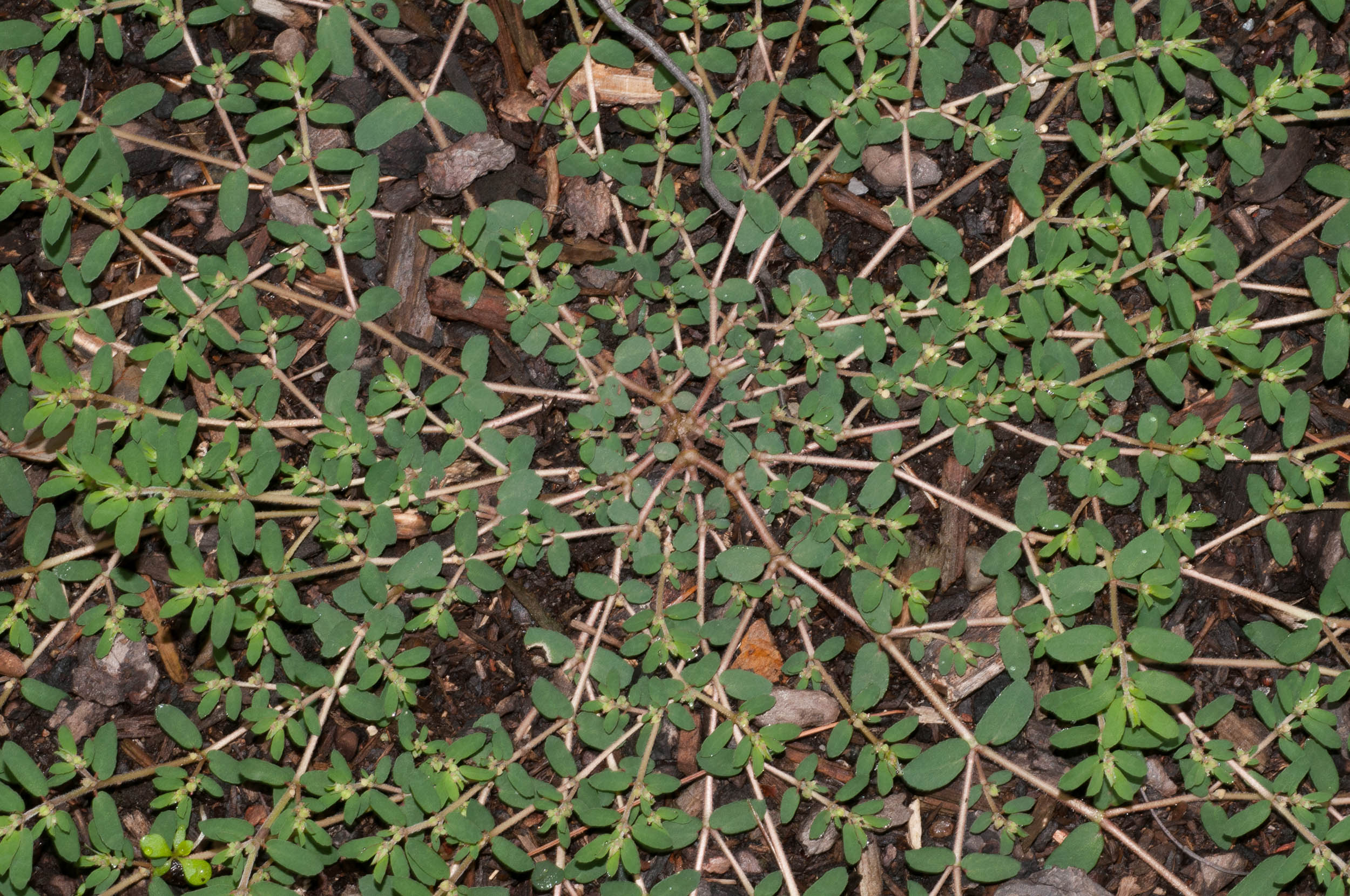 closeup of prostrate spurge