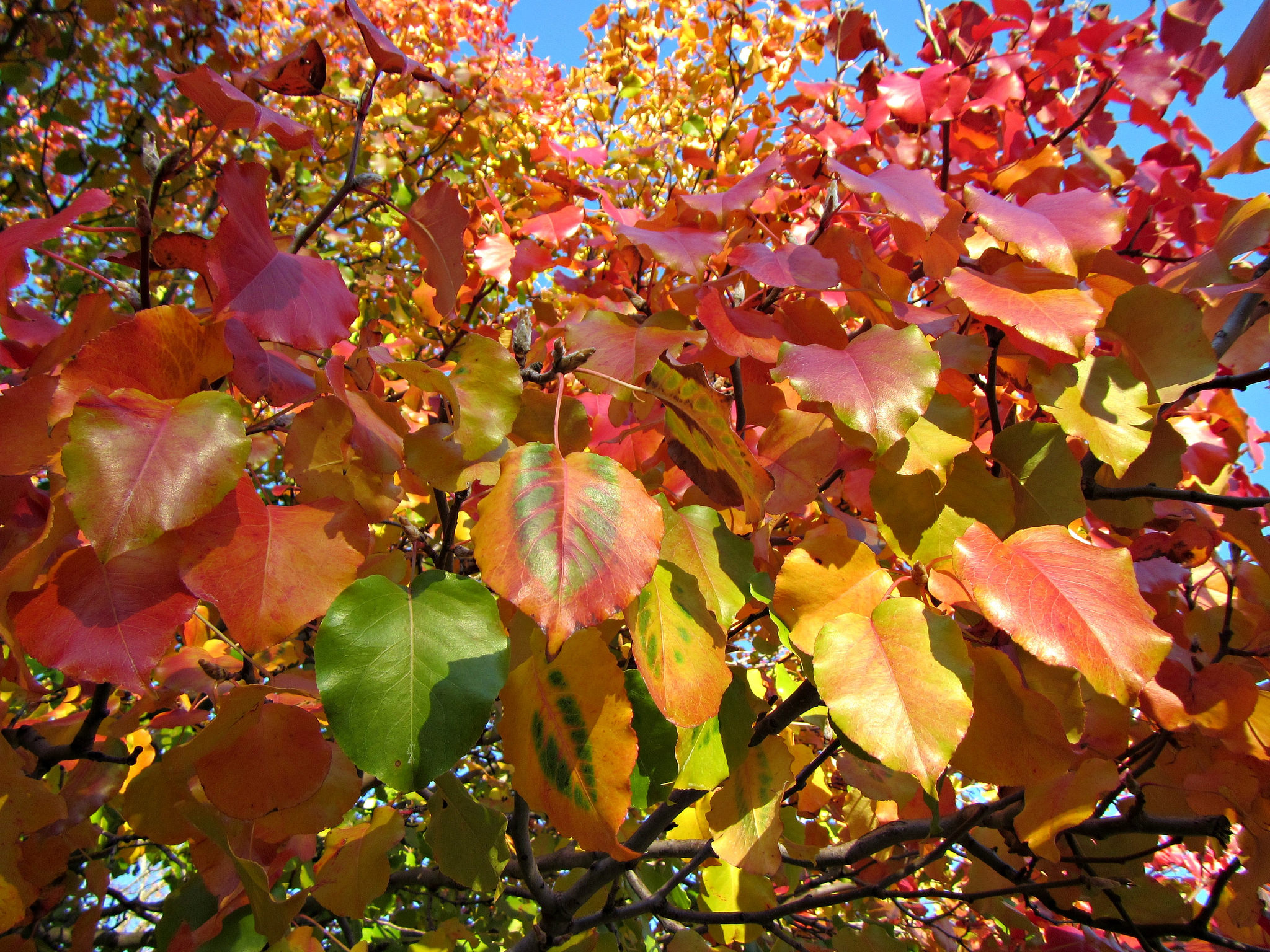 Fall leaves on a tree
