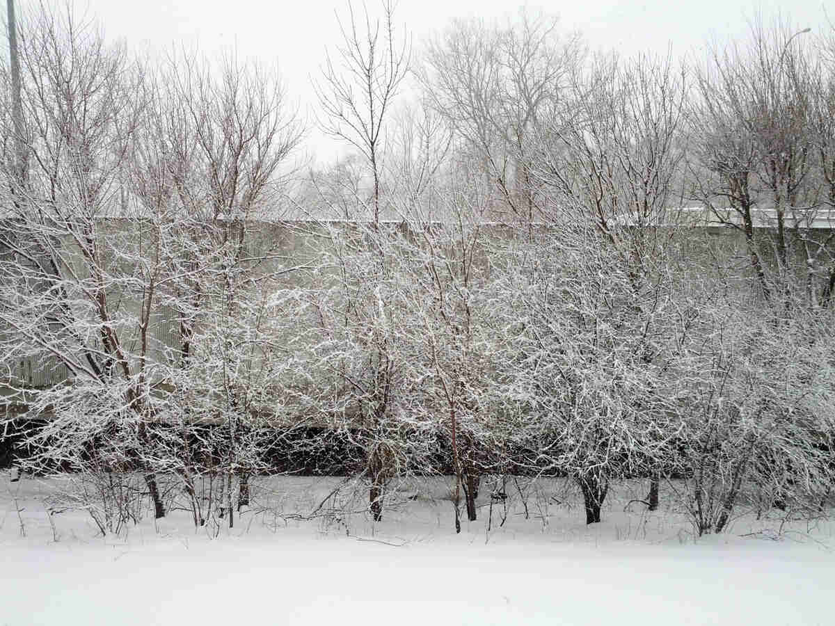snow in a lawn in minneapolis