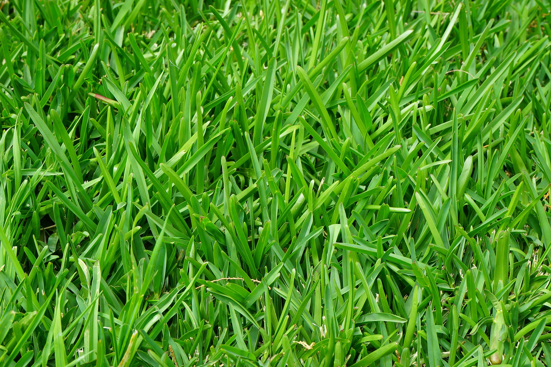 The Best Grass Types for Shady Areas in Lancaster, PA
