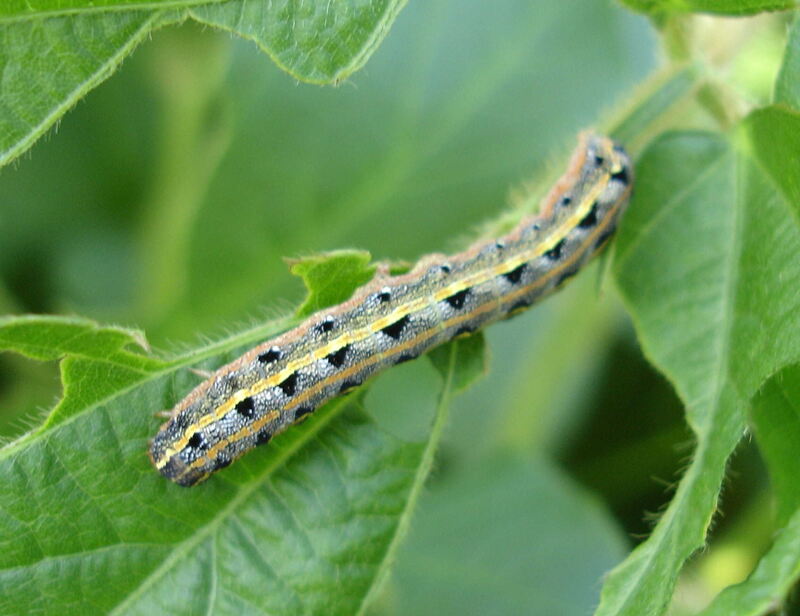 Armyworm on green leaf