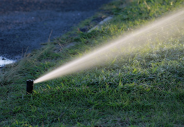 watering a lawn