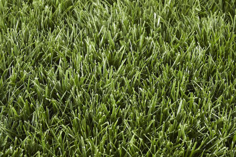 tall fescue