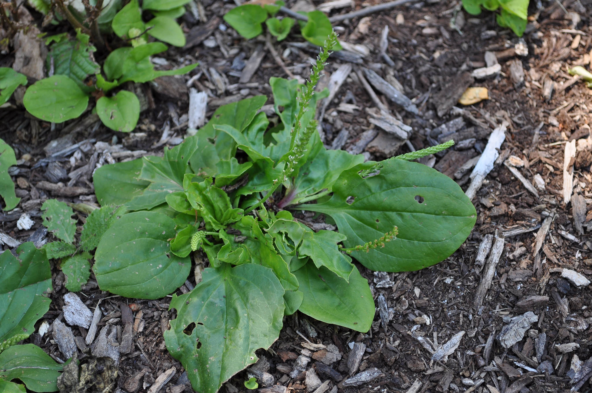 close up image of fallen broad leaves