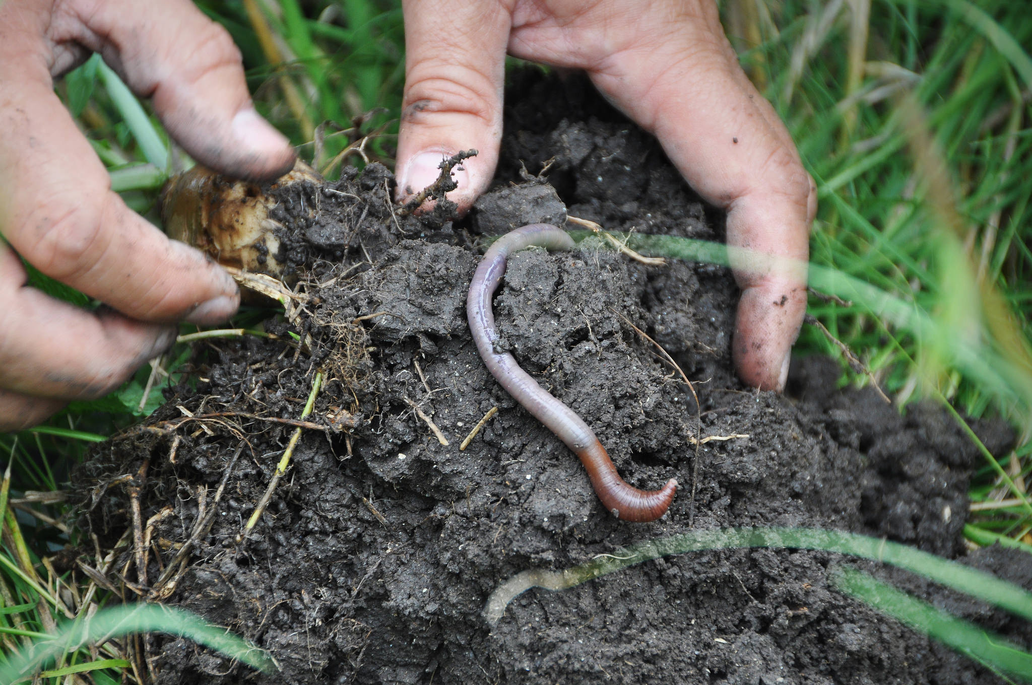 close up image of worm in soil
