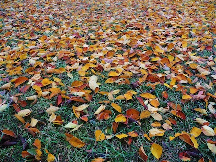 fallen leaves on grass