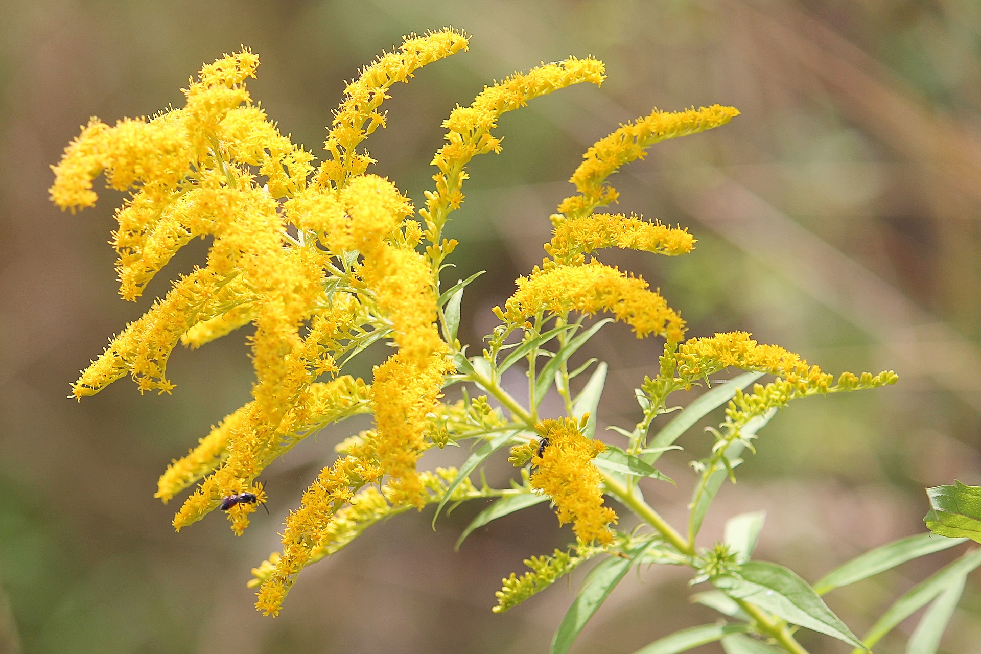 close up image of golden rod flower