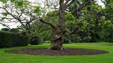 mulch around a tree in a lawn