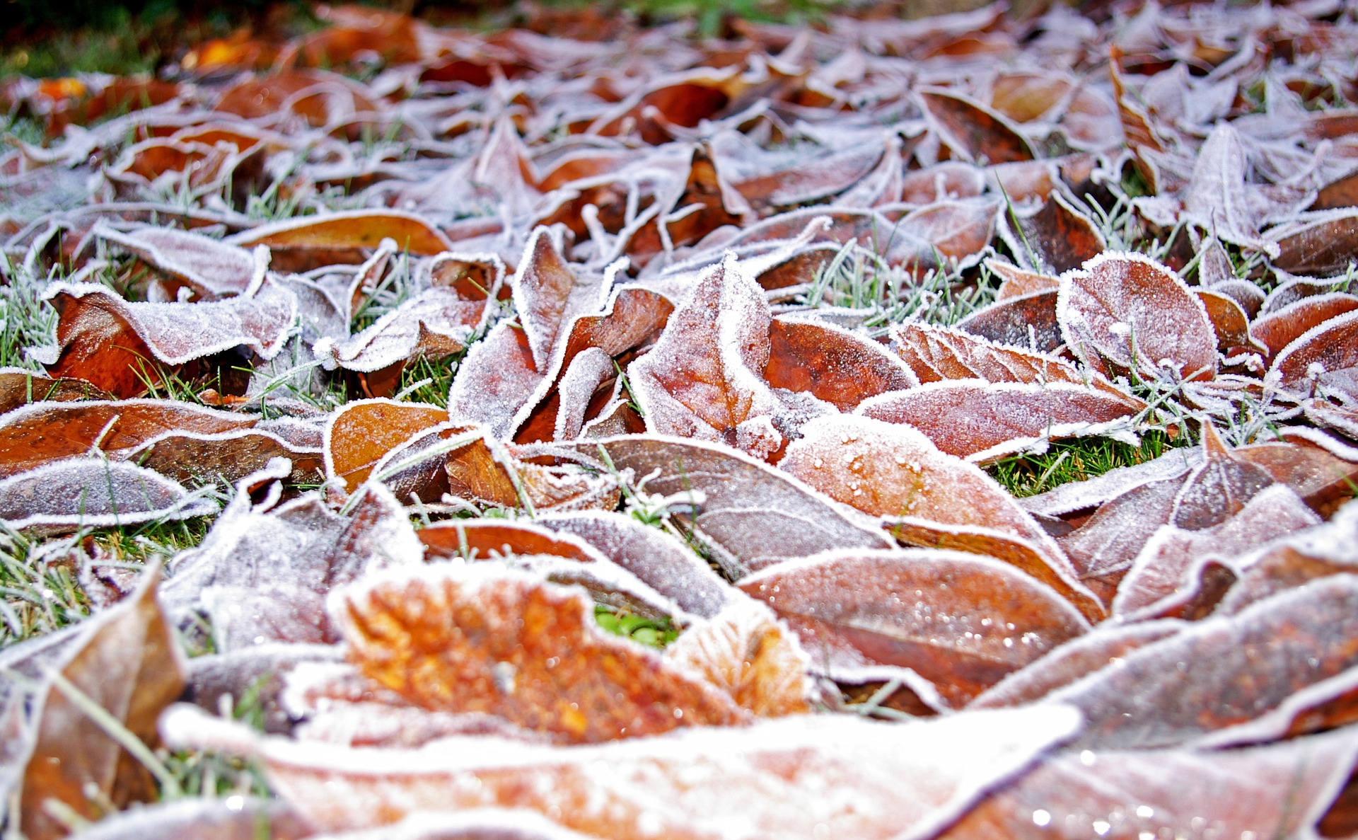 leaves ready for spring