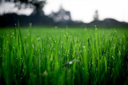 Water drops on grass
