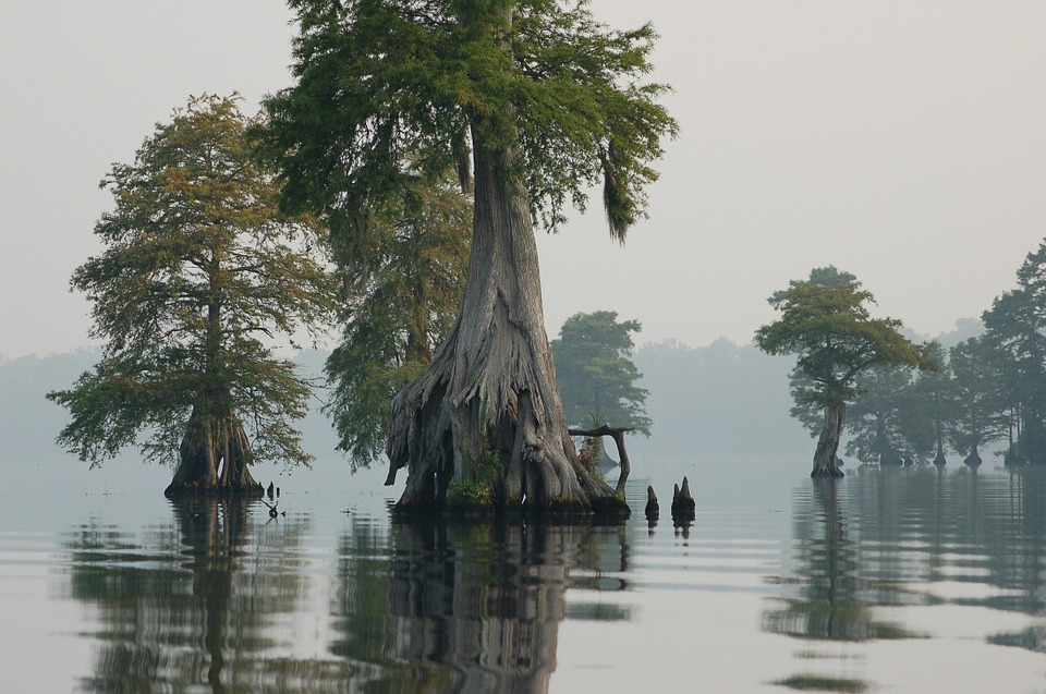 trees in the middle of water