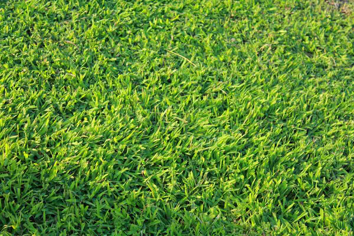 grass