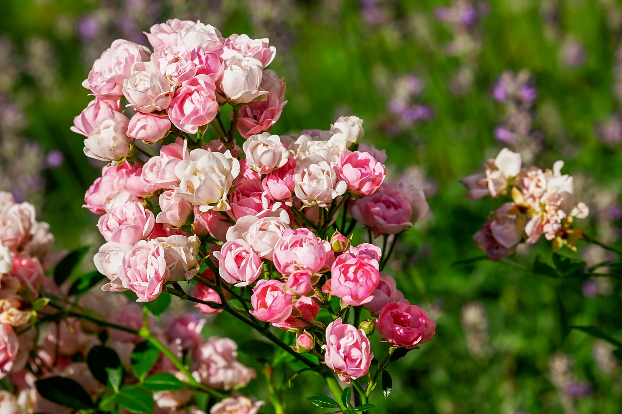 roses