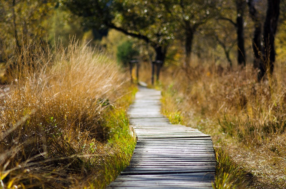 trail with plants on both sides