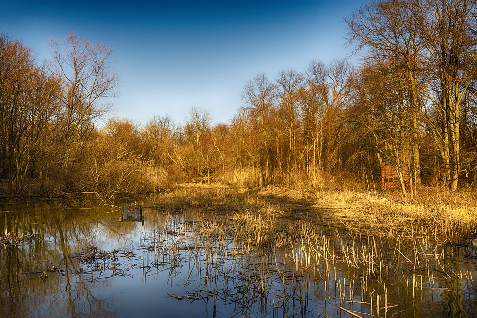 treewater