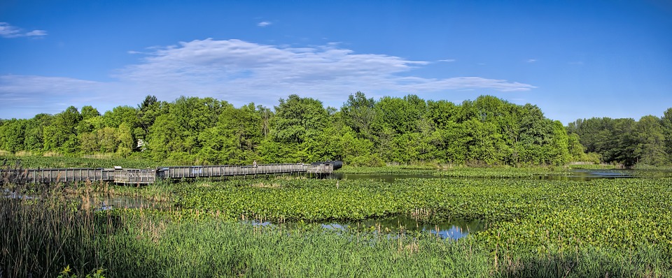 landscape of a forest