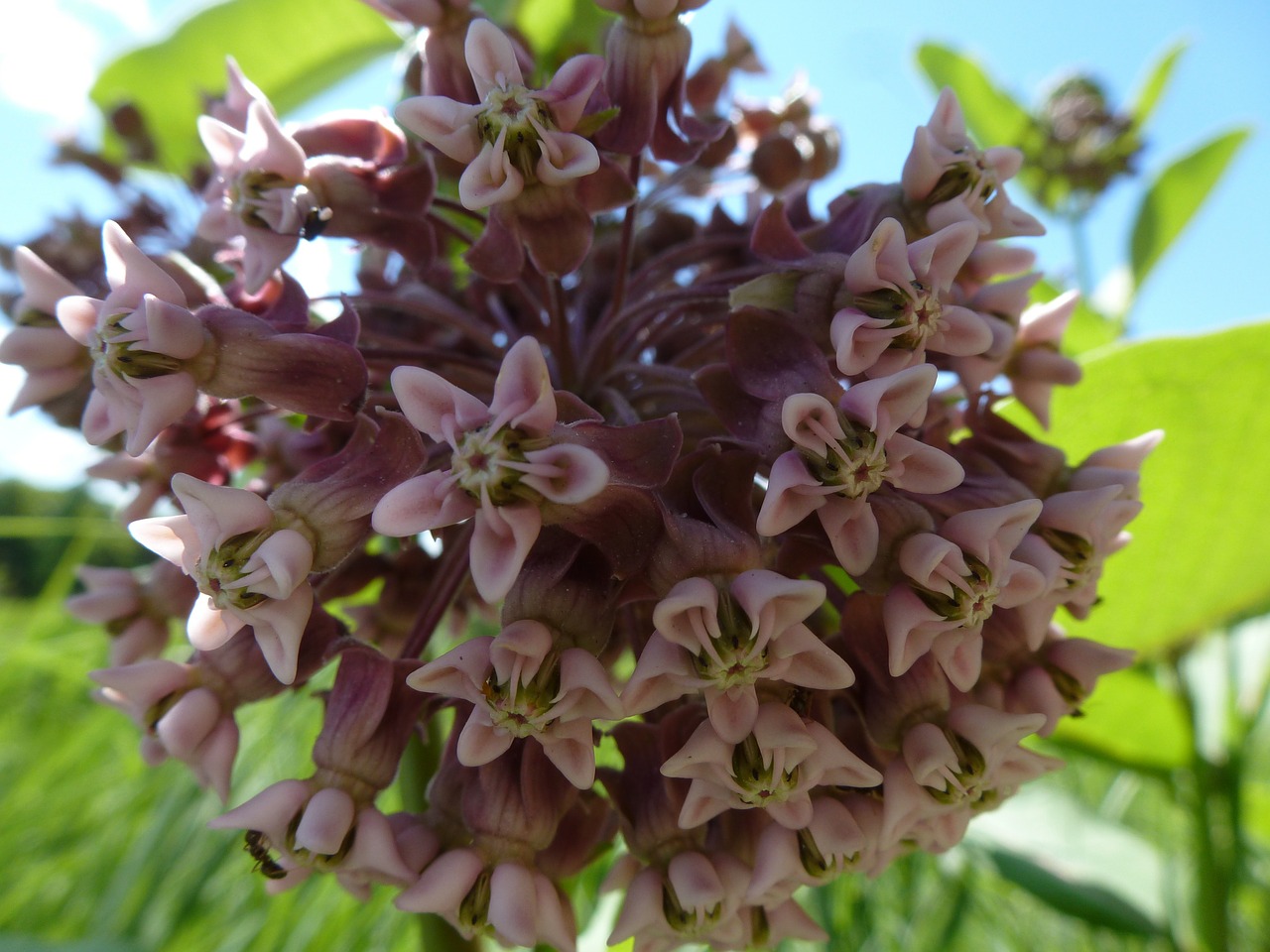 closeup of milkweed plant