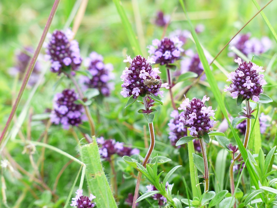 thyme