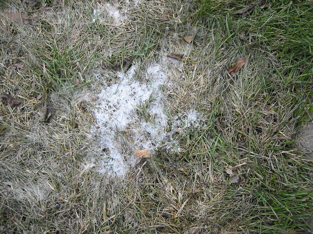 Snow mold