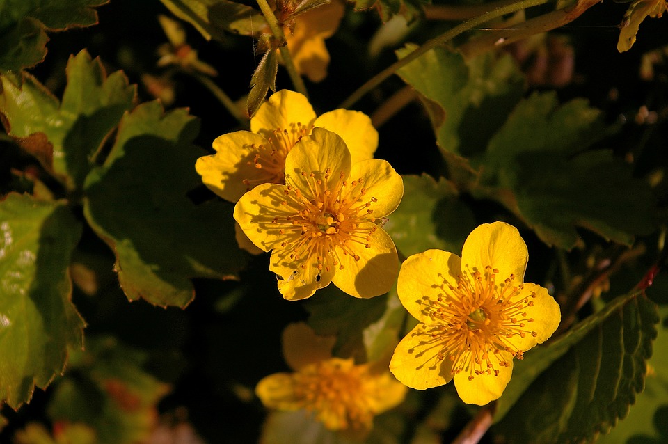 Appalachian Barren Strawberry