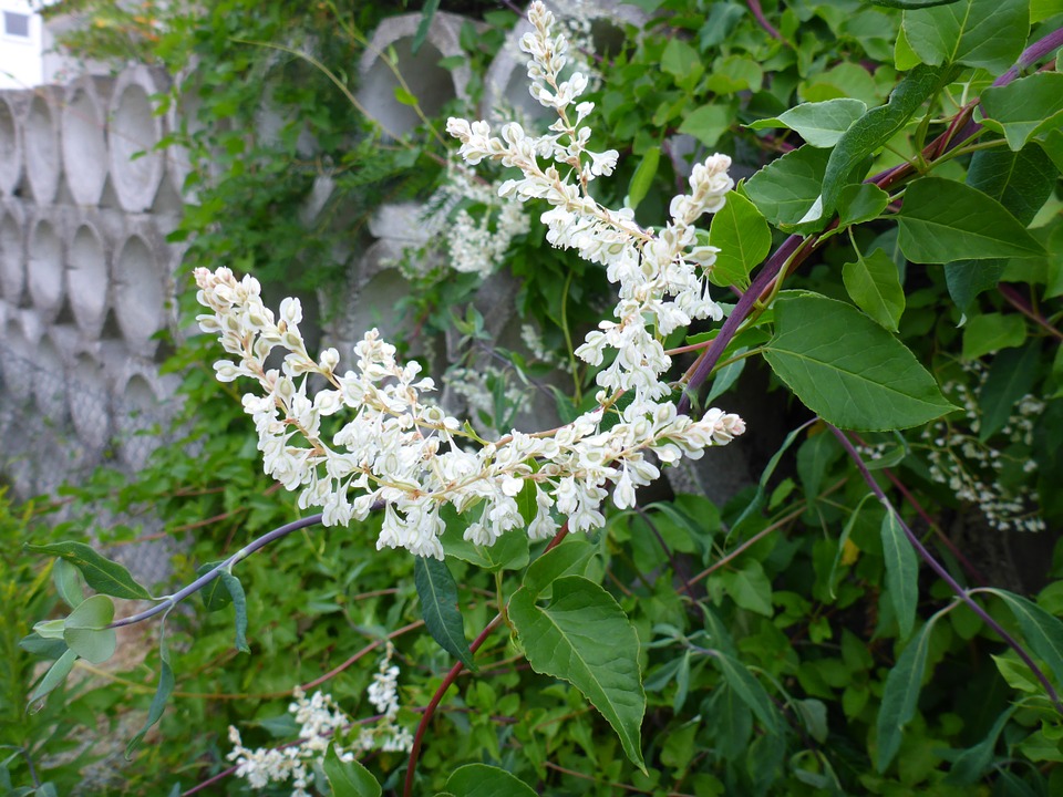 bush honeysuckle