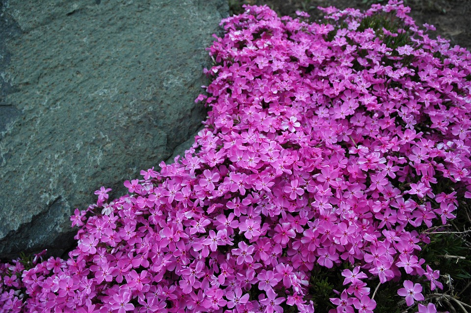 Best plants for landscaping in Portland, ME