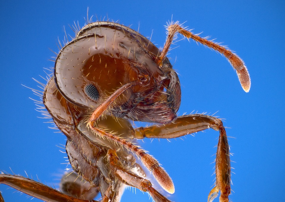 fire ant closeup