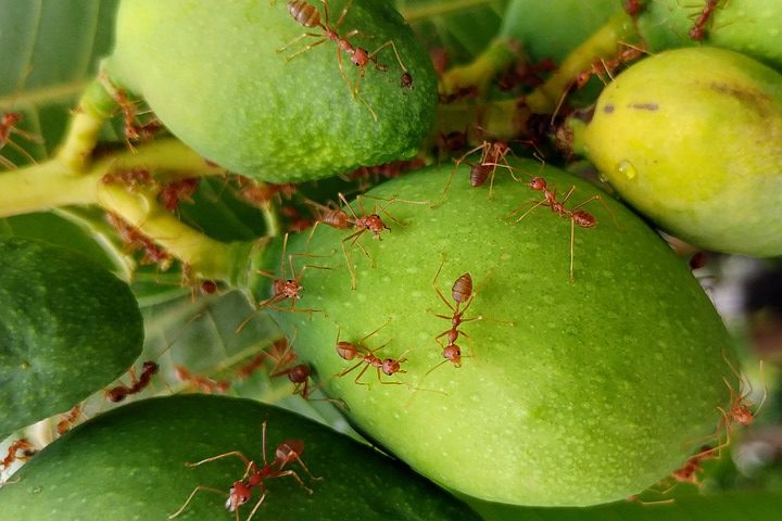 fire ants food