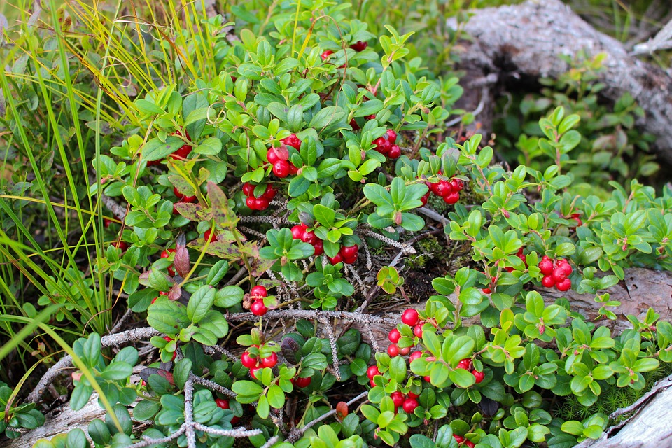 lingonberry