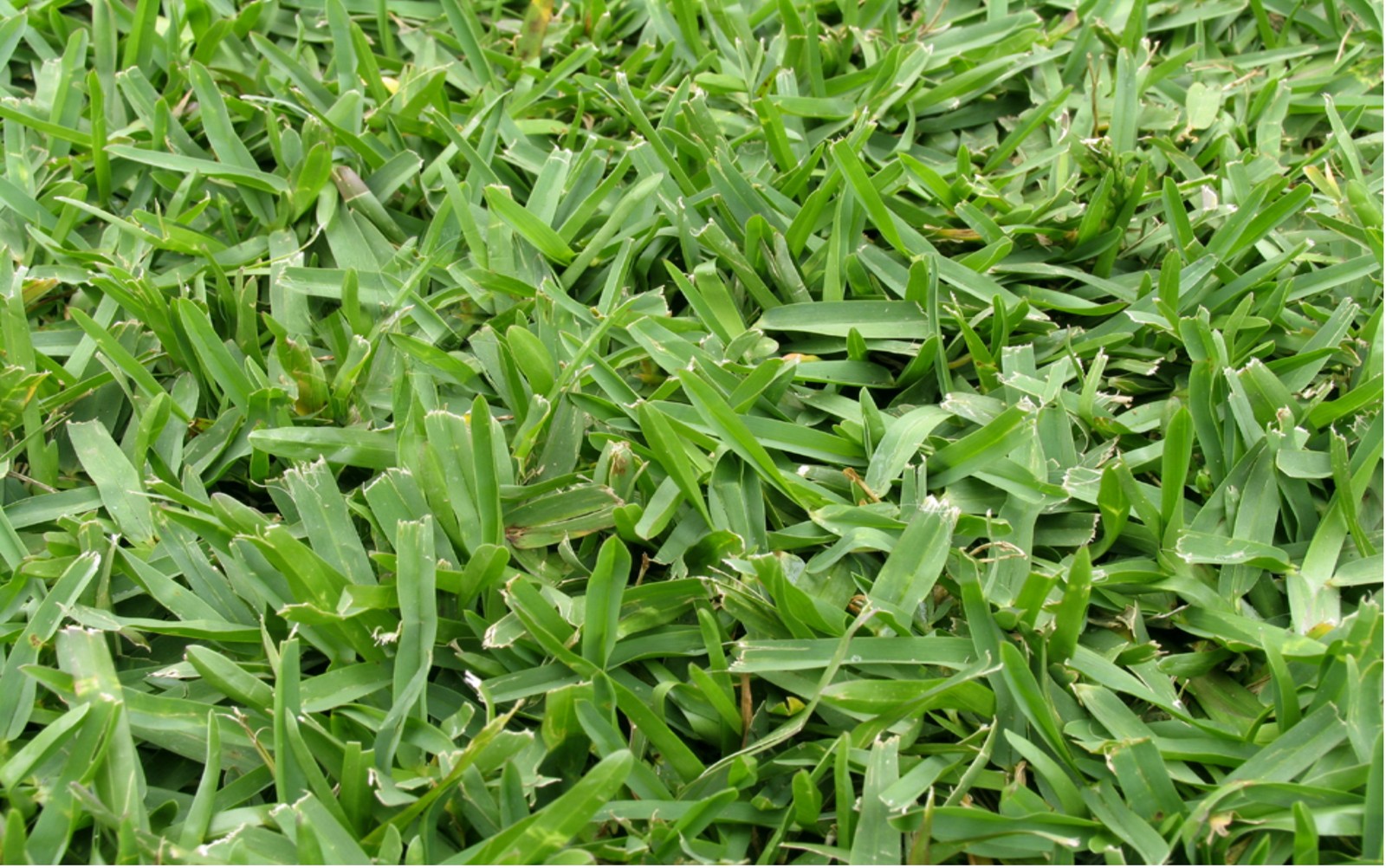 Buffalo Grass