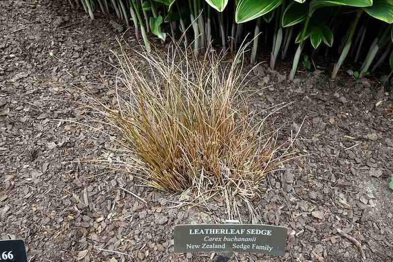 Close-up of Leatherleaf Sedge grass 