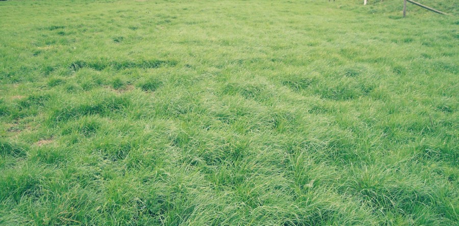 Perennial Ryegrass in a lawn