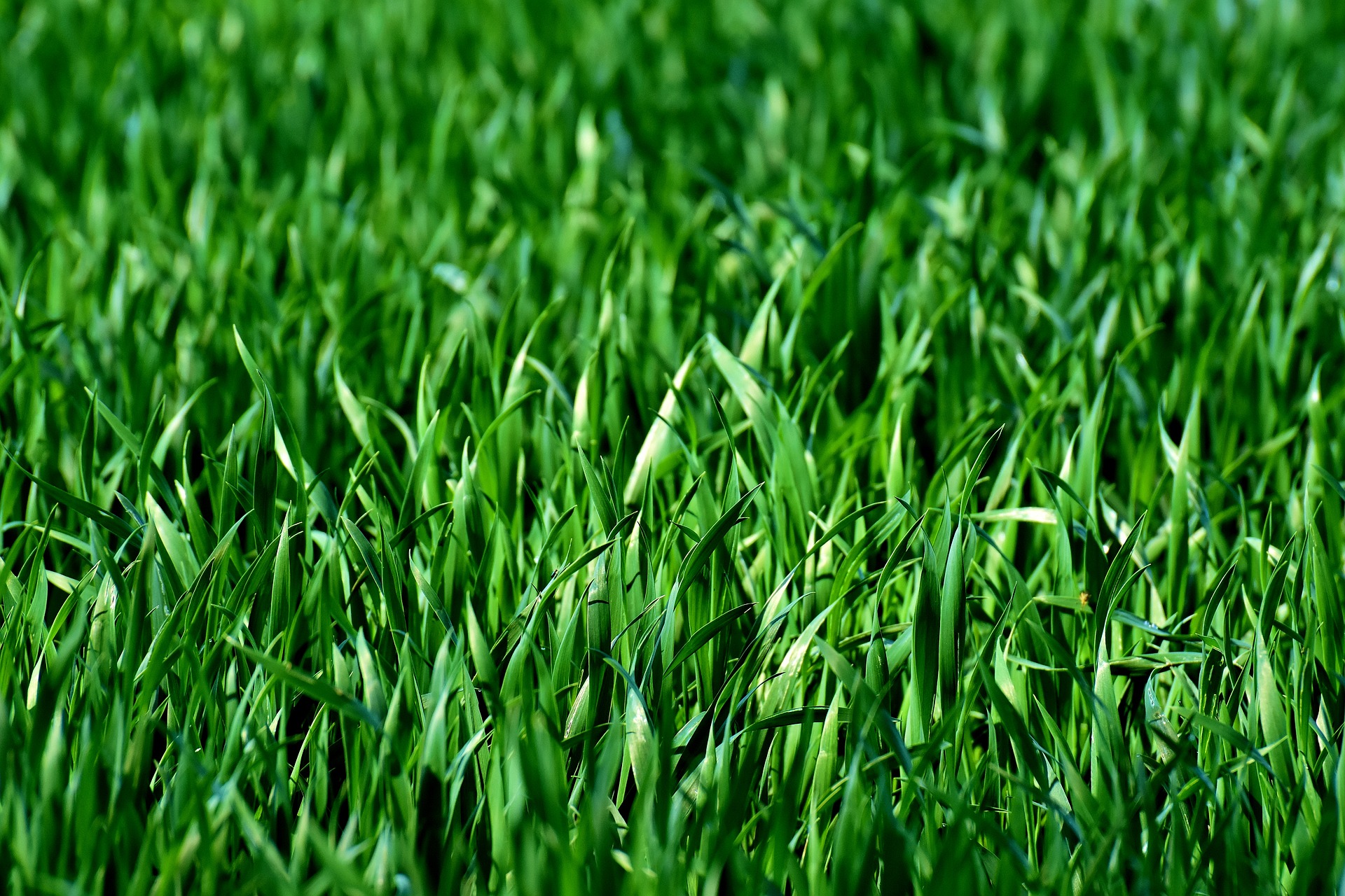 Close-up image of St. Augustine grass