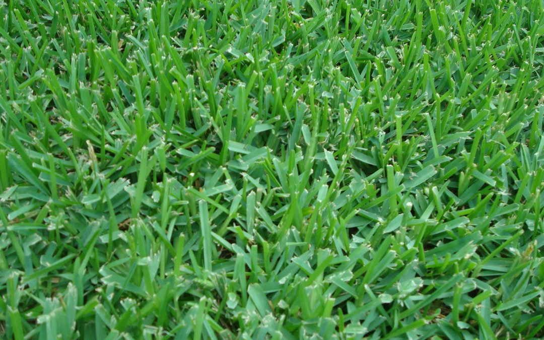 St. Augustine Grass in a lawn