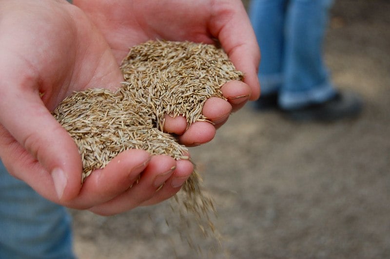 Person holding grass seeds in hand