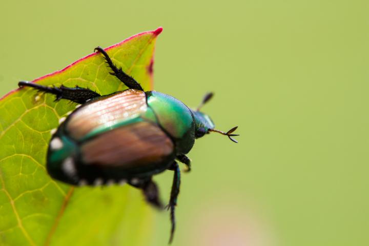 Japanese beetle