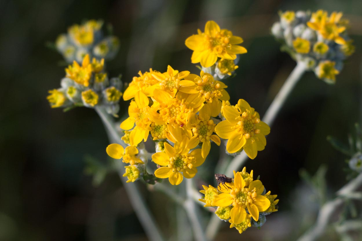 Golden Yarrow