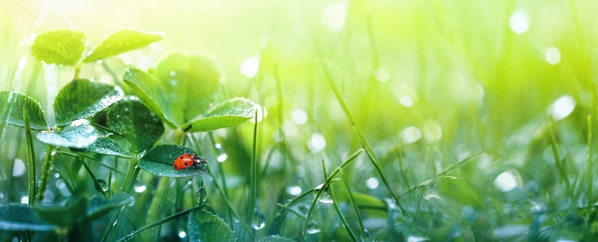 bug on a grass