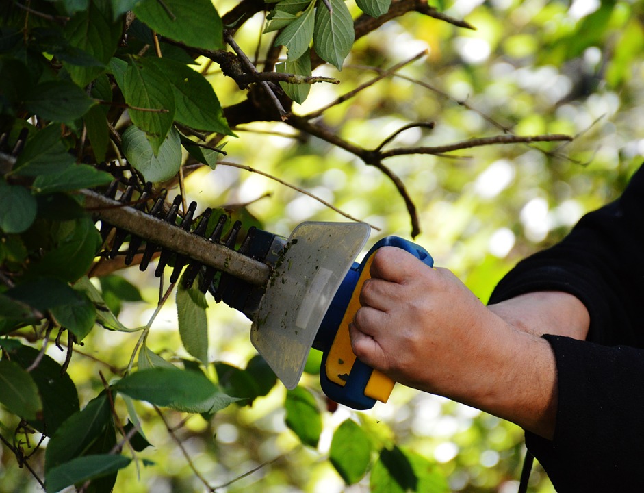 Bush trimming
