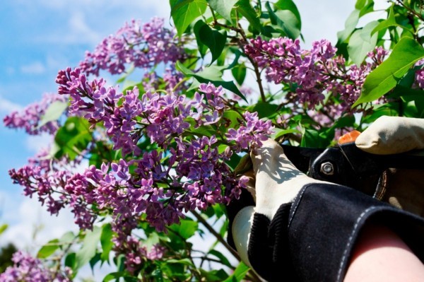 pruning lilac bushes