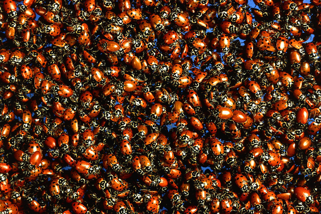 large number of insects