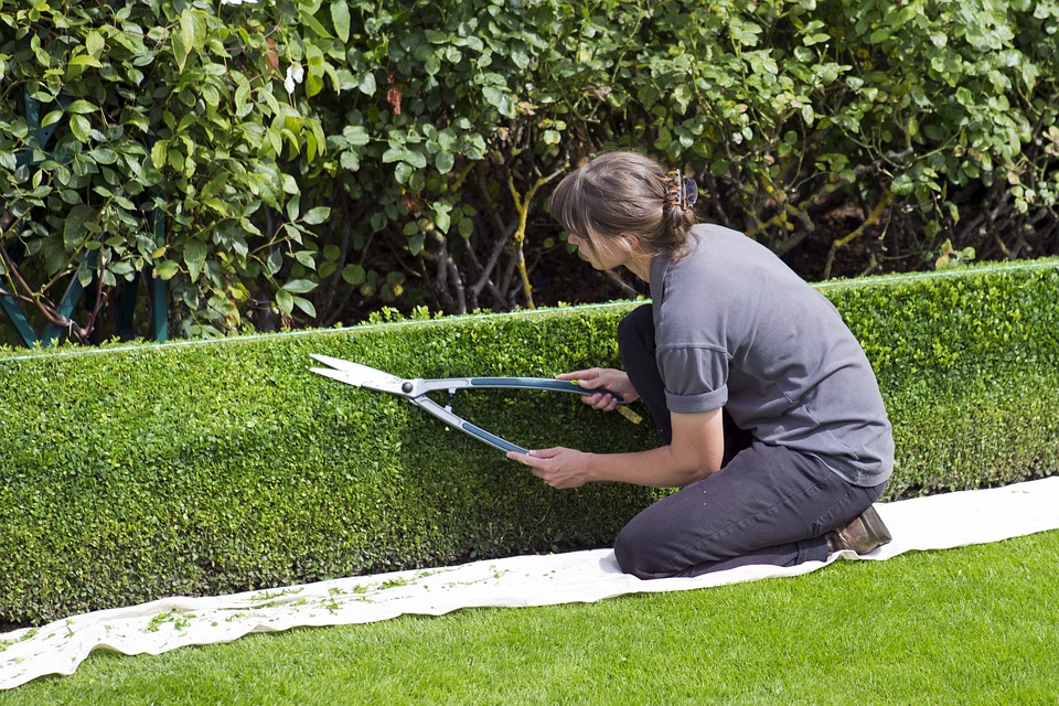 shrub pruning