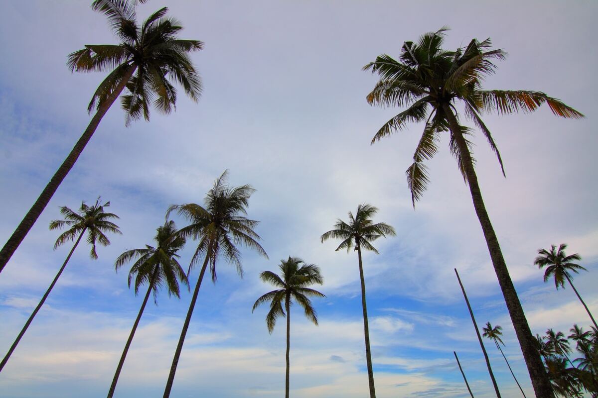 palm tree plant