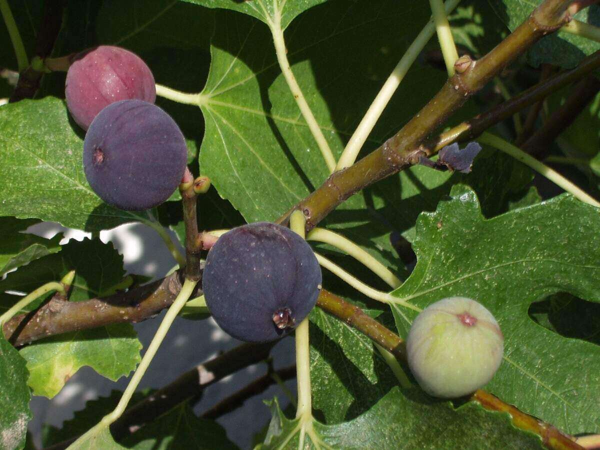 closeup of a plant